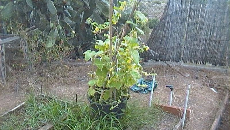 SAM_0081.JPG