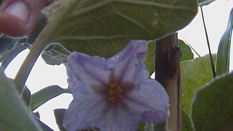 SAM_0087.JPG