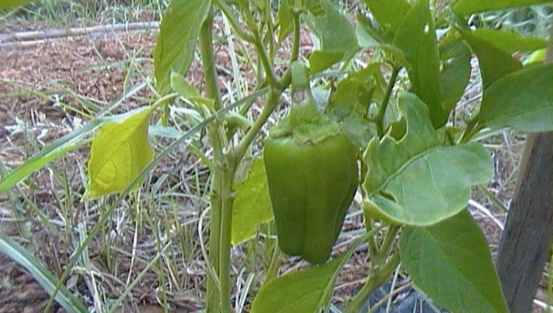 SAM_0093.JPG