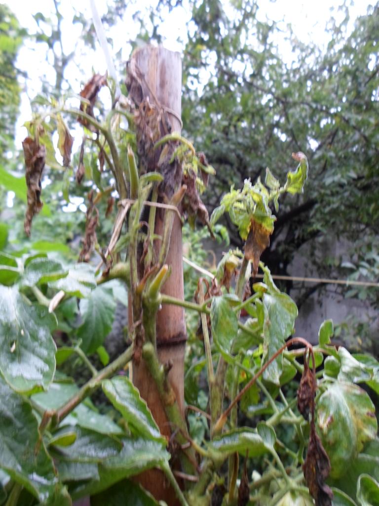 SAM_0503_zpsb2061181.jpg