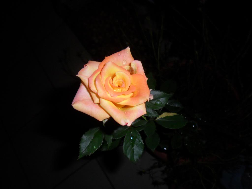 SAM_0887.jpg