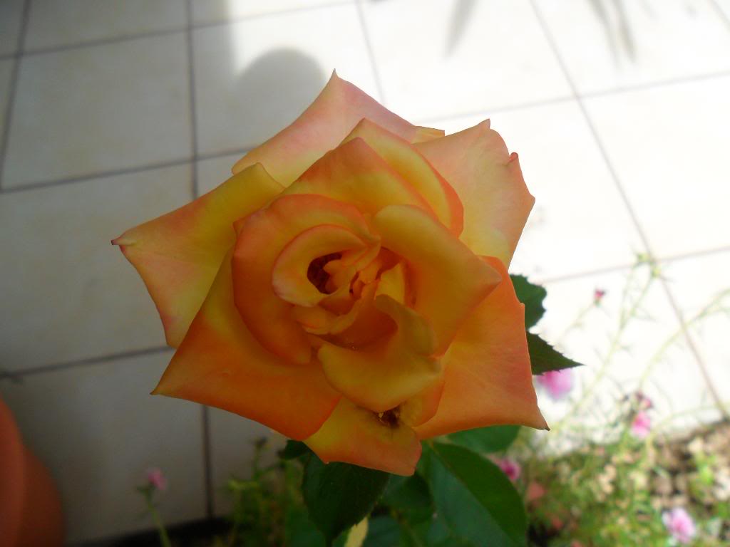 SAM_0889.jpg