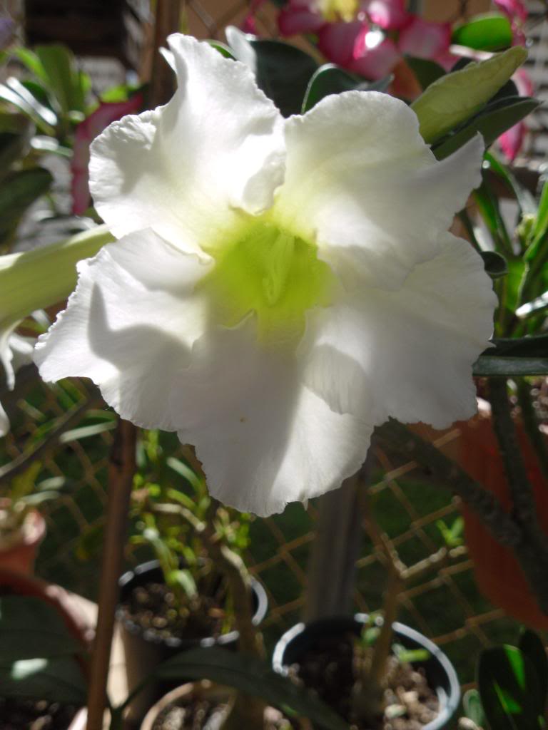 SAM_0910.jpg