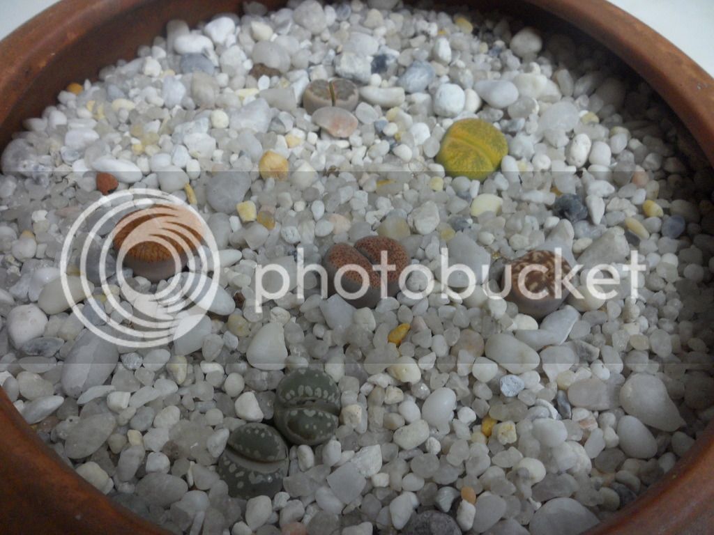 SAM_0930_zpssv15aubn.jpg