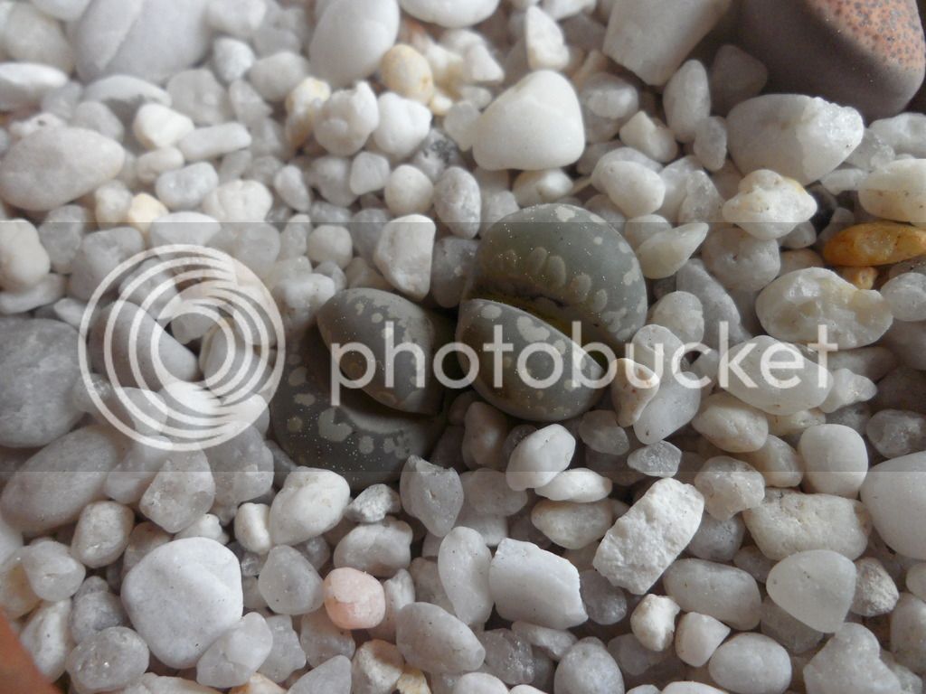 SAM_0947_zpstt8ki7st.jpg