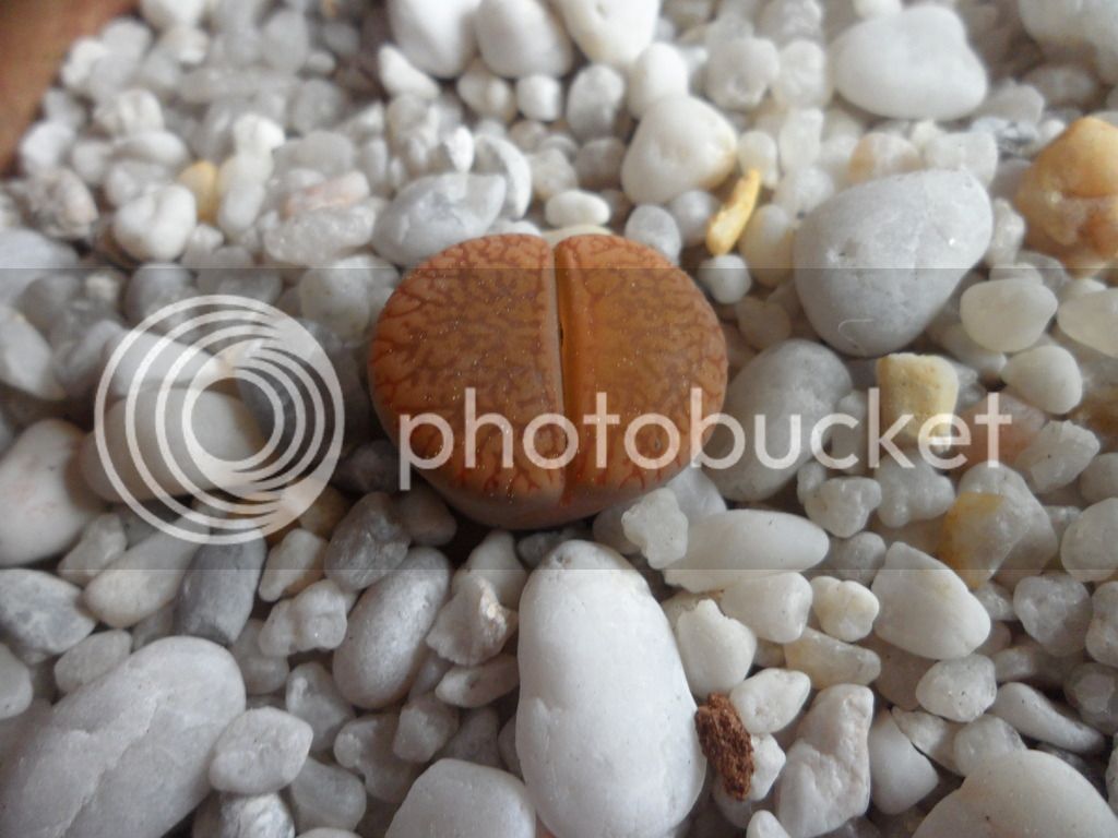 SAM_0949_zpsb1ogu07f.jpg