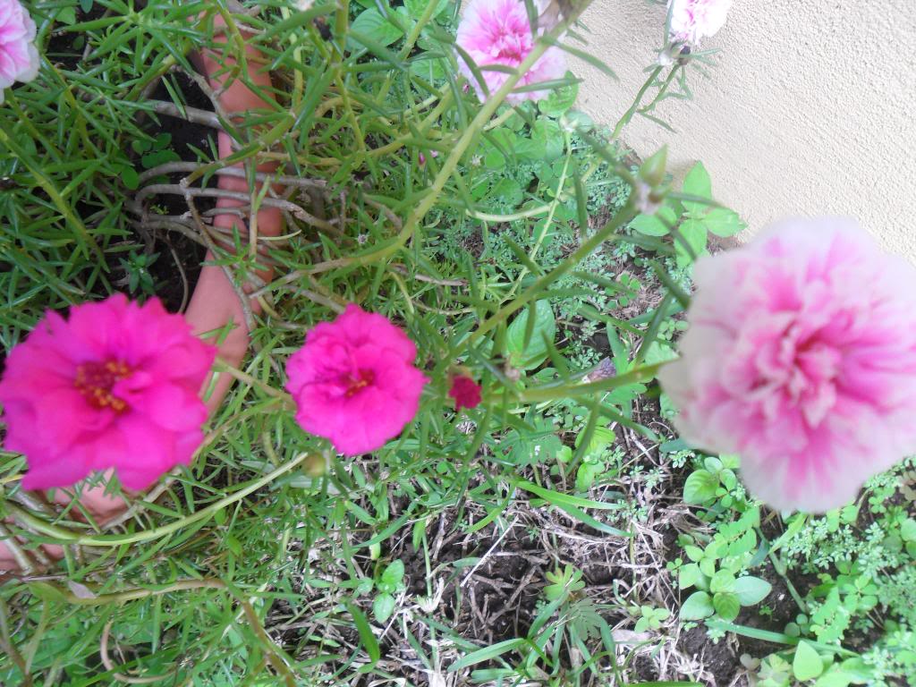 SAM_0950.jpg