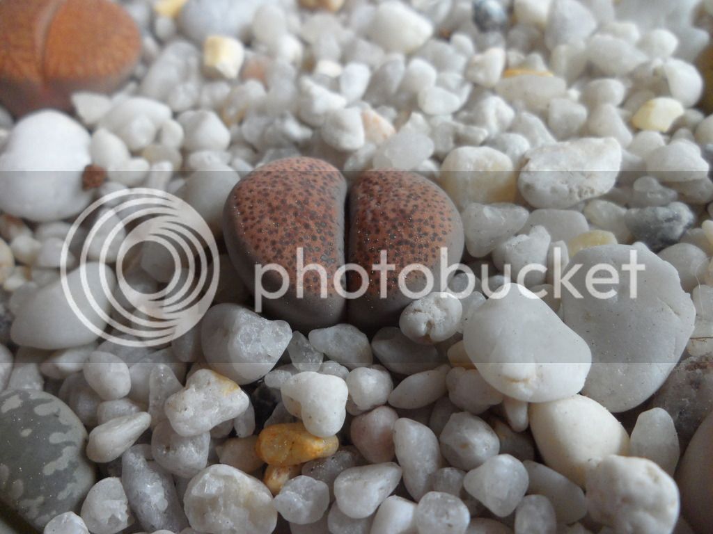SAM_0953_zpsxcyyfybl.jpg