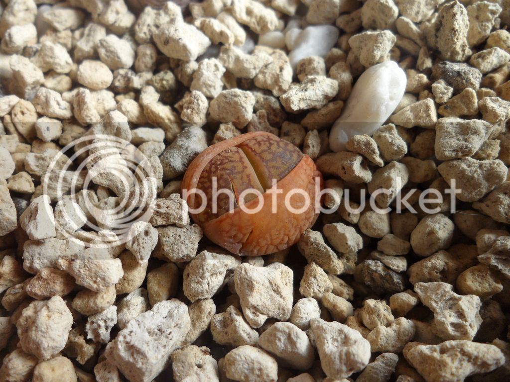 SAM_1130_zps7zaoietw.jpg