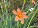 SAM_1333m.JPG