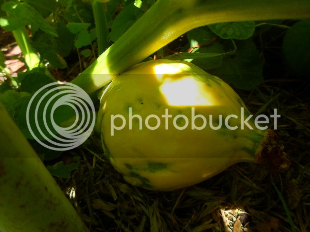 SAM_2139_zpspkl8fcns.jpg