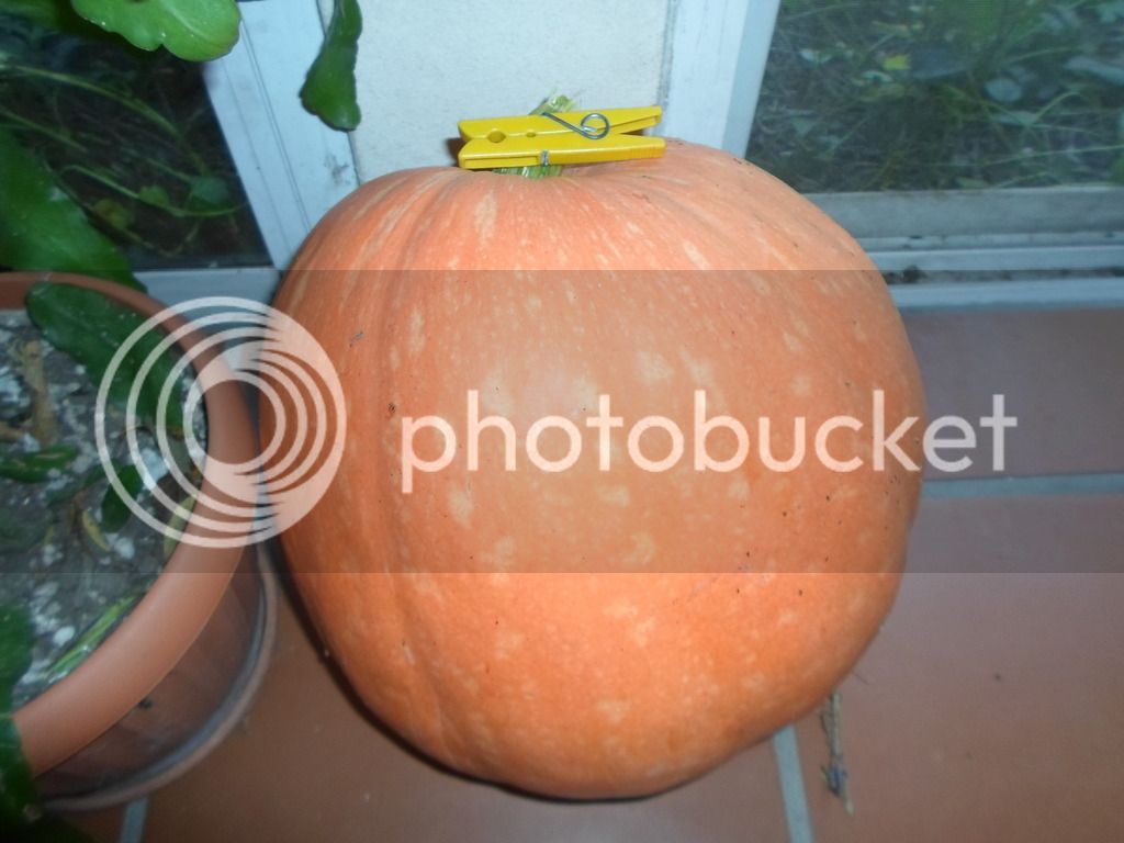 SAM_2146_zps7g0o03nx.jpg