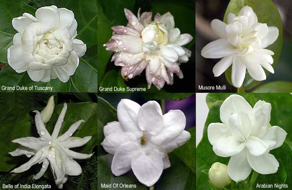 Sambac-Varieties.jpg