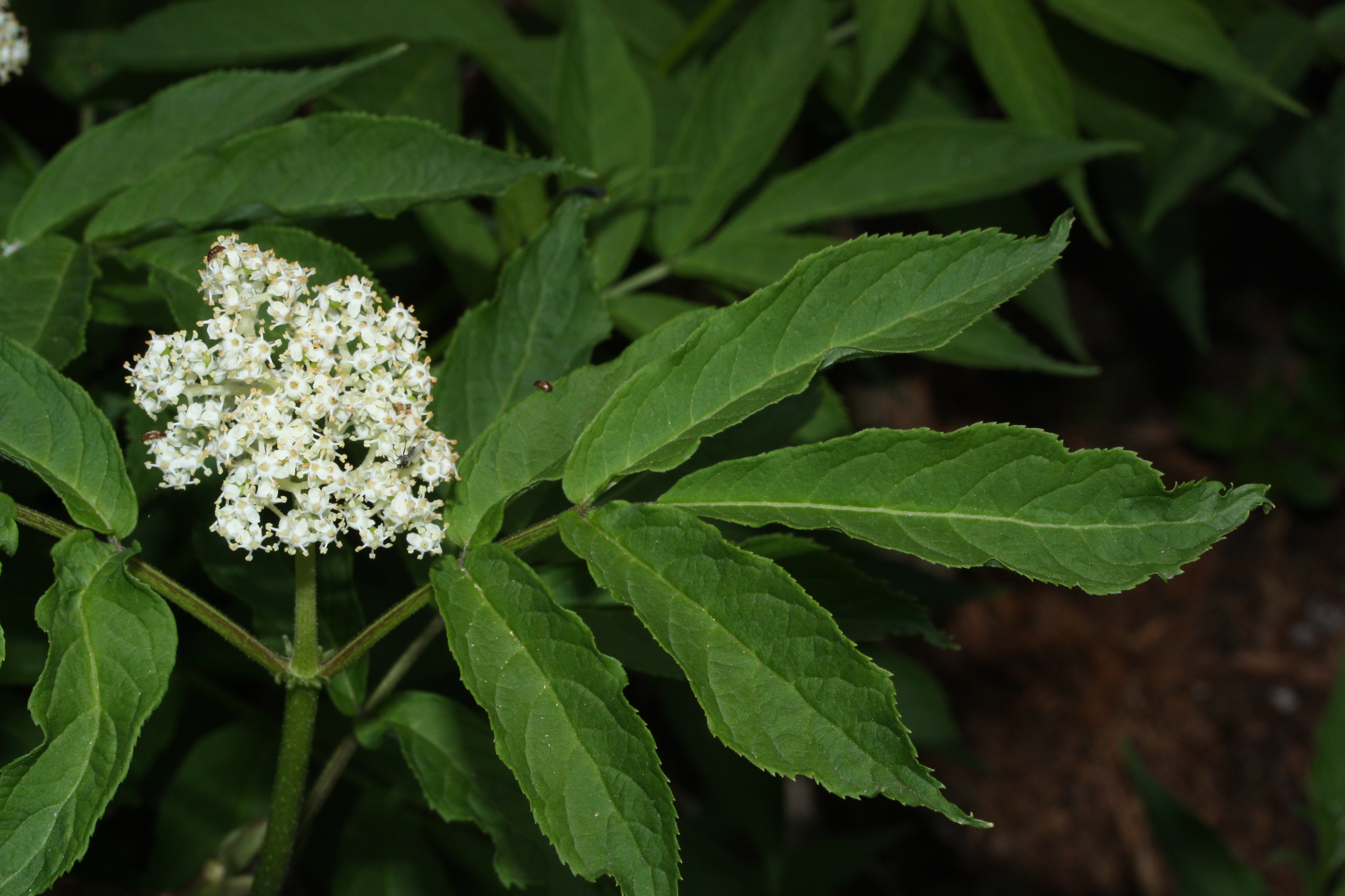 Sambucus_racemosa_9143.JPG