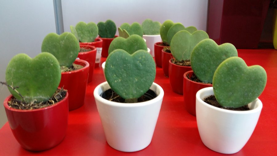 san-valentin-hoya.jpg