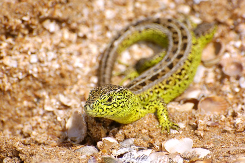 sand_lizard_(lacerta_agilis)2.jpg
