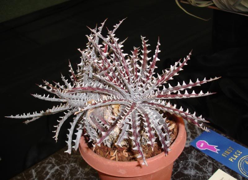 SANDIEGOdyckia.jpg