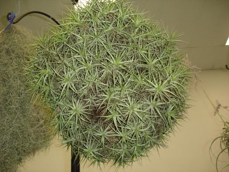 SANDIEGOmogote.jpg