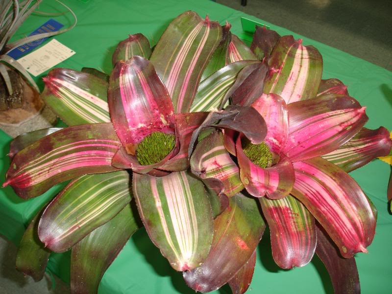 SANDIEGOneo2.jpg