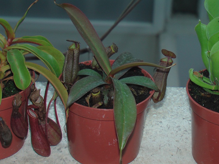 sanguinea2.jpg