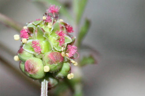 Sanguisorba.jpg