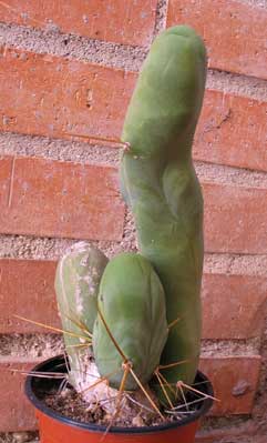 sanpedro-sessual.jpg