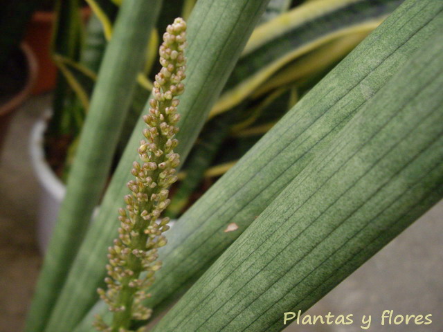 Sansevieria%2Bcylindrica%2B(3).jpg