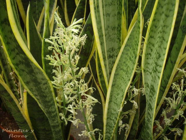 Sansevieria%2Btrifasciata%2B%27Laurentii%27.jpg