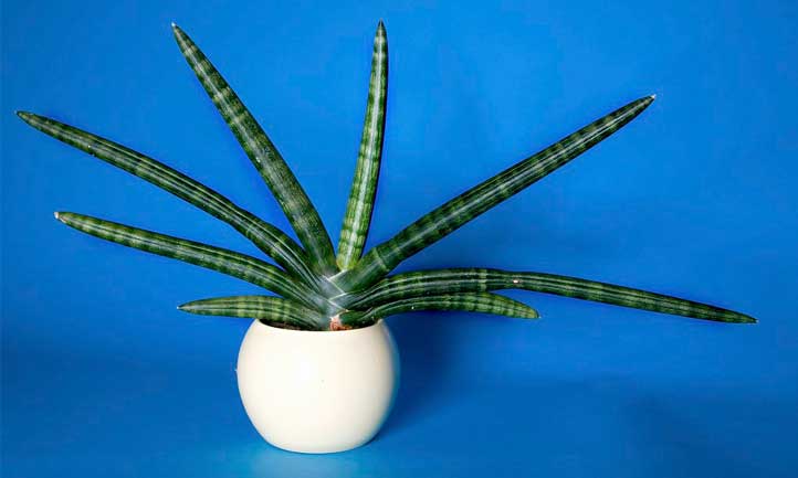 sansevieria-cylindrica.jpg