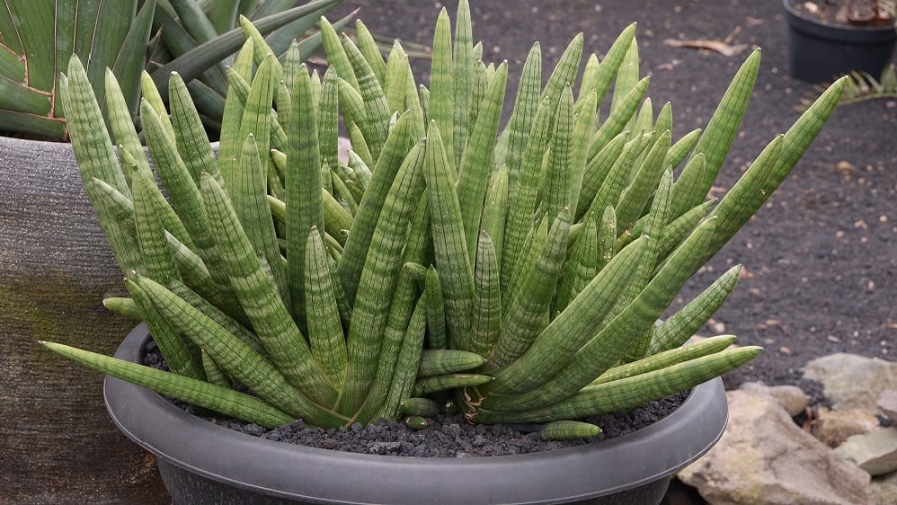 sansevieria-cylindrica.jpg