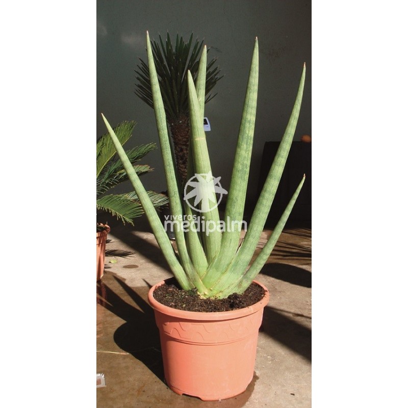sansevieria-cylindrica.jpg