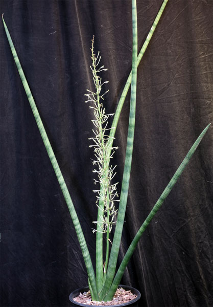 Sansevieria-cylindrica-skylite-2g.jpg