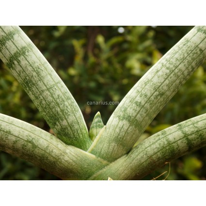 sansevieria-cylindrica-var-patula.jpg