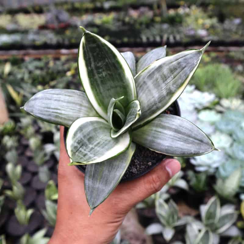 sansevieria-hahnii-silver-frost.jpg