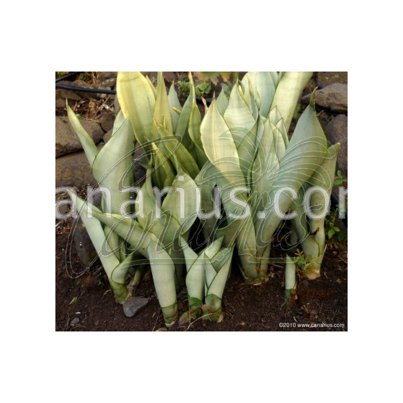 sansevieria-trifasciata-cv-moonshine.jpg