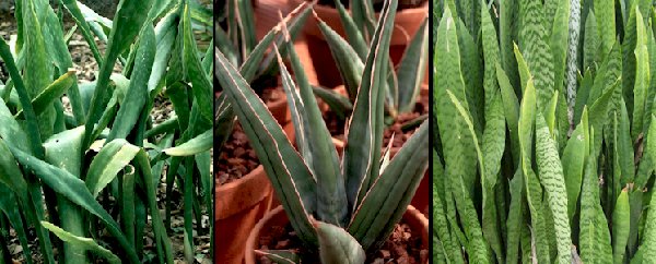 Sansevieria2.jpg