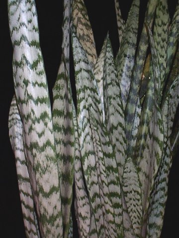 sansevieria3.jpg