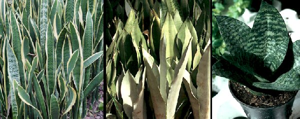 Sansevieria3.jpg