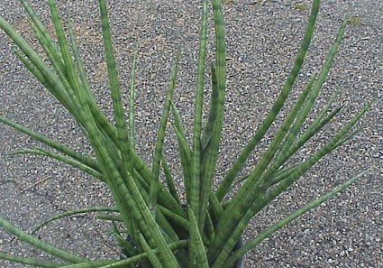 Sansevieria_cylindrica2-max-500.jpg