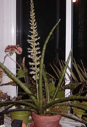 Sansevieria_cylindrica_patula_bloom-max-500.jpg