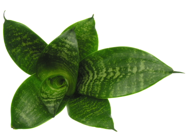 Sansevieria_trifasciata_Hahnii.jpg