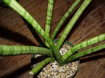 sansevieriacylindrica-closeup-max-500.jpg
