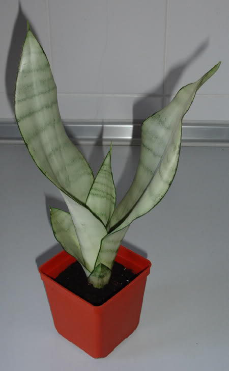 sansevieriahyacinthoides02_2008.jpg