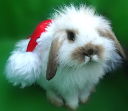santa_bunny_boy__ba075.jpg
