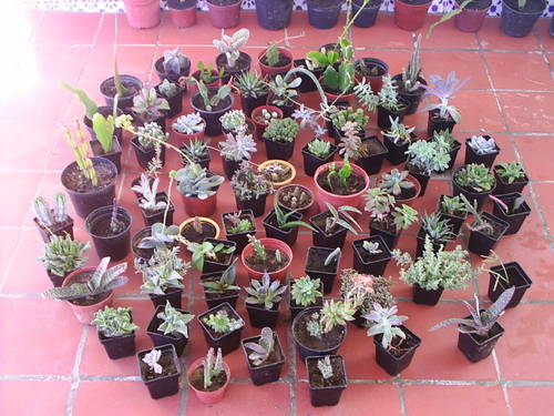 santa_teresa_021.JPG