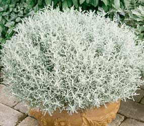 santolina-chamaecyparissus.jpg