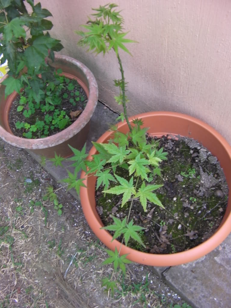 SANY0002.jpg
