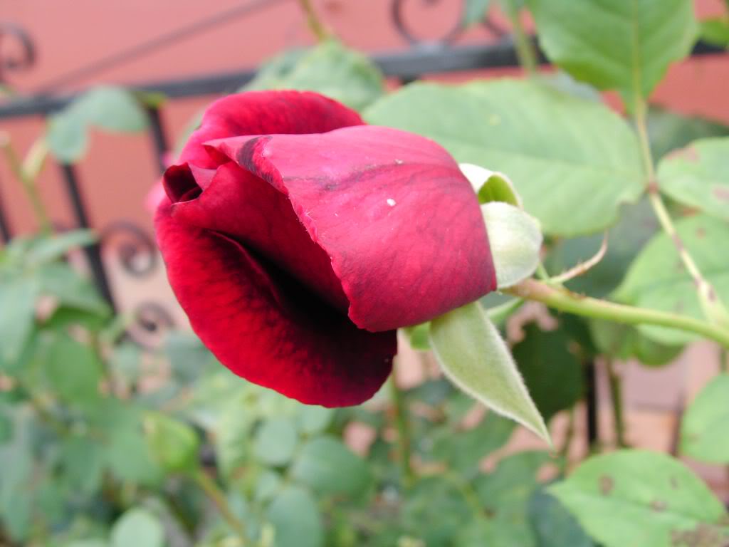 SANY00201280x768-2.jpg