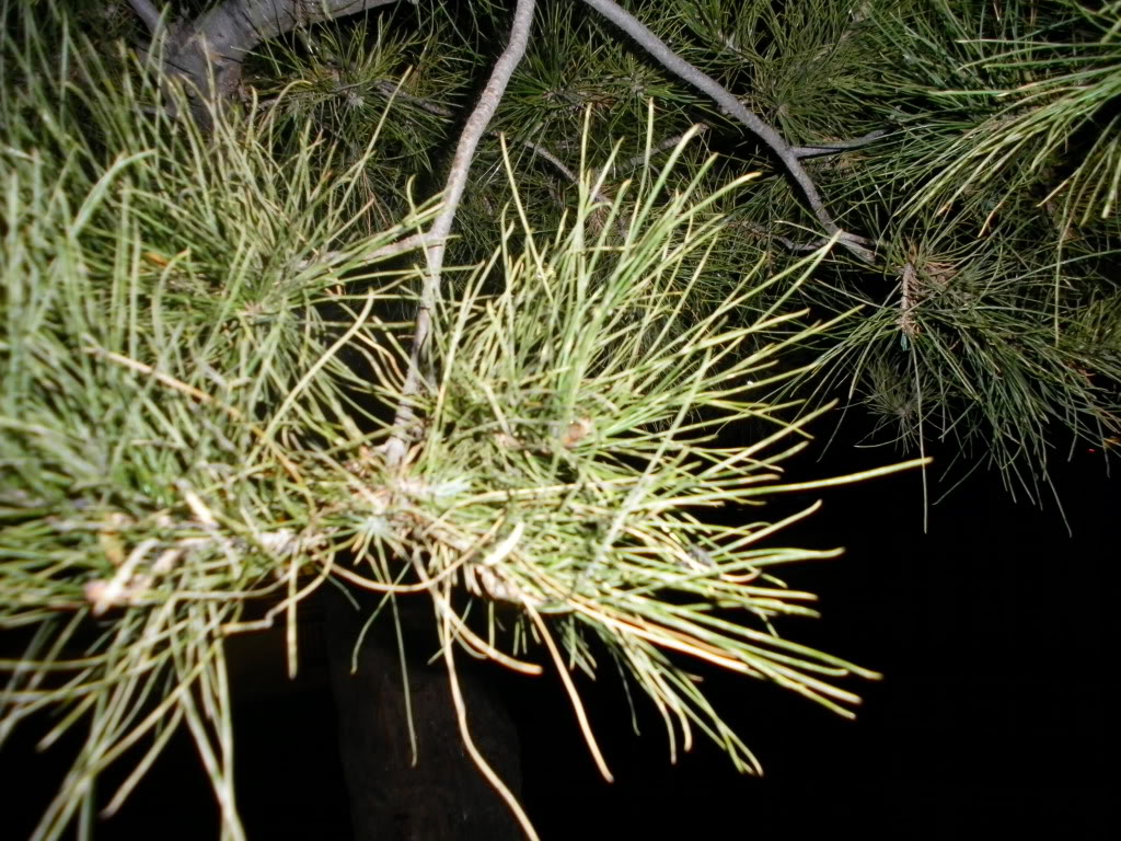 SANY0035.jpg