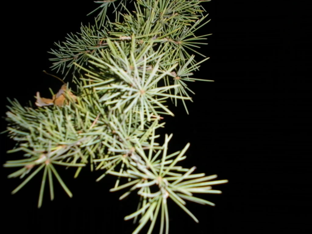 SANY0037.jpg